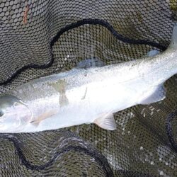 雪降る天竜川でがんばる ～天竜川ルアーフライテンカラ専用区～
